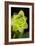 Succulent Blossom II-Erin Berzel-Framed Photographic Print