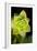 Succulent Blossom II-Erin Berzel-Framed Photographic Print