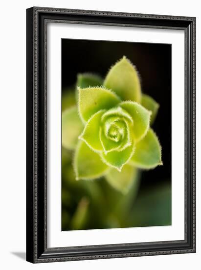 Succulent Blossom II-Erin Berzel-Framed Photographic Print