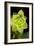 Succulent Blossom II-Erin Berzel-Framed Photographic Print