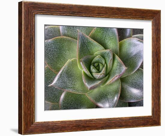 Succulent Echeveria Flower Green Close-Up, Top View, Macro Shot, Symmetry in Nature-Olga Ionina-Framed Photographic Print