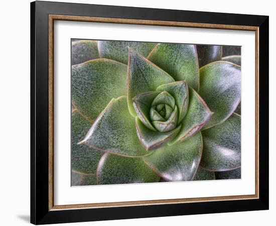 Succulent Echeveria Flower Green Close-Up, Top View, Macro Shot, Symmetry in Nature-Olga Ionina-Framed Photographic Print