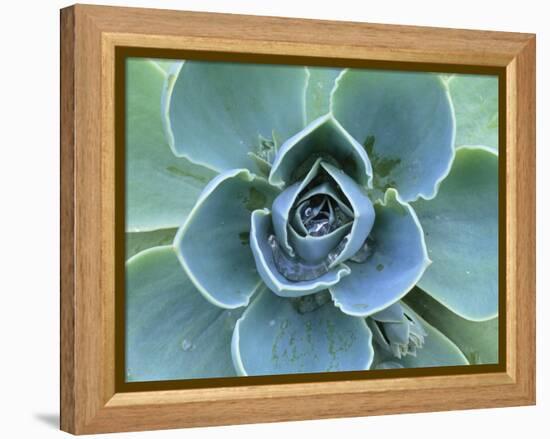 Succulent Echeveria-Clay Perry-Framed Premier Image Canvas