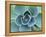 Succulent Echeveria-Clay Perry-Framed Premier Image Canvas