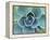 Succulent Echeveria-Clay Perry-Framed Premier Image Canvas