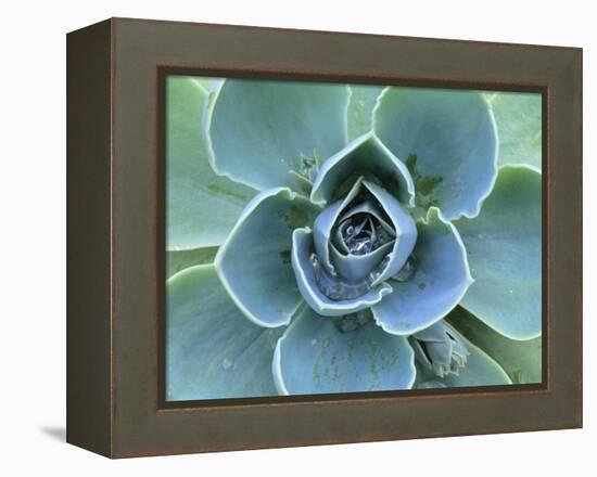 Succulent Echeveria-Clay Perry-Framed Premier Image Canvas