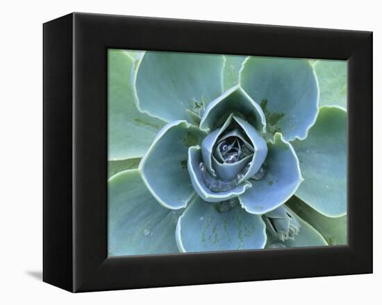 Succulent Echeveria-Clay Perry-Framed Premier Image Canvas