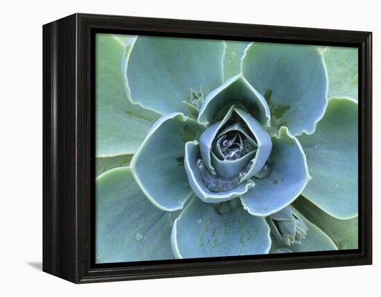 Succulent Echeveria-Clay Perry-Framed Premier Image Canvas