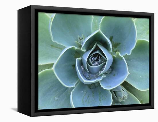 Succulent Echeveria-Clay Perry-Framed Premier Image Canvas