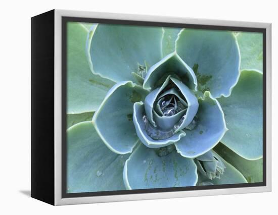 Succulent Echeveria-Clay Perry-Framed Premier Image Canvas