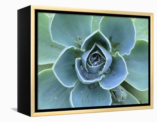 Succulent Echeveria-Clay Perry-Framed Premier Image Canvas