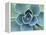 Succulent Echeveria-Clay Perry-Framed Premier Image Canvas