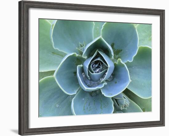 Succulent Echeveria-Clay Perry-Framed Photographic Print