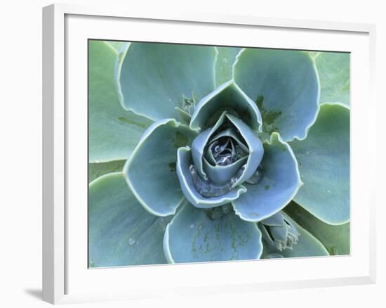 Succulent Echeveria-Clay Perry-Framed Photographic Print