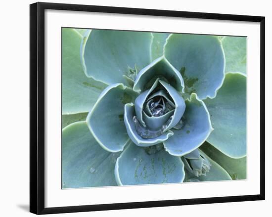Succulent Echeveria-Clay Perry-Framed Photographic Print