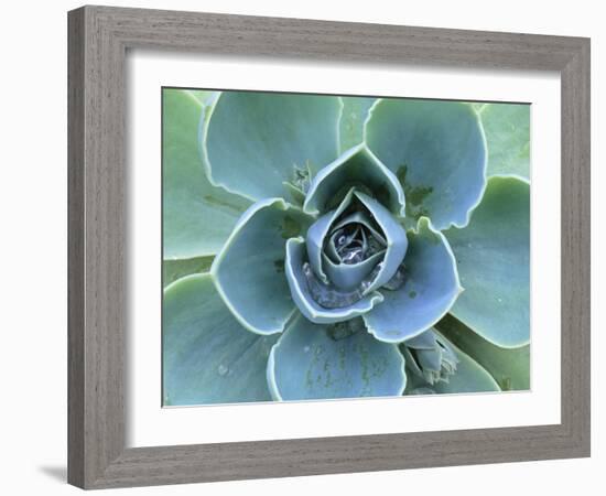 Succulent Echeveria-Clay Perry-Framed Photographic Print