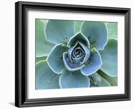 Succulent Echeveria-Clay Perry-Framed Photographic Print