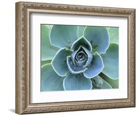 Succulent Echeveria-Clay Perry-Framed Photographic Print