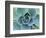 Succulent Echeveria-Clay Perry-Framed Photographic Print