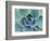 Succulent Echeveria-Clay Perry-Framed Photographic Print