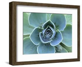 Succulent Echeveria-Clay Perry-Framed Photographic Print