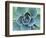 Succulent Echeveria-Clay Perry-Framed Photographic Print