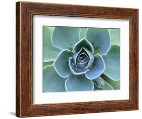 Succulent Echeveria-Clay Perry-Framed Photographic Print