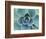 Succulent Echeveria-Clay Perry-Framed Photographic Print