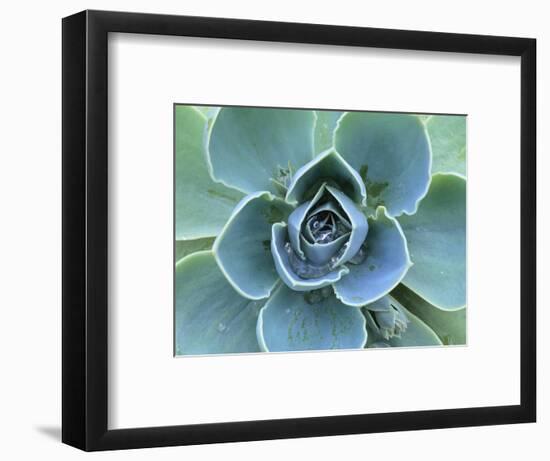 Succulent Echeveria-Clay Perry-Framed Photographic Print