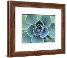 Succulent Echeveria-Clay Perry-Framed Photographic Print