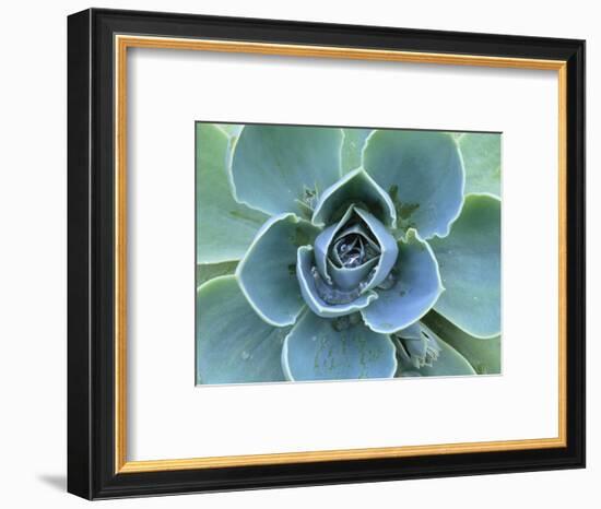 Succulent Echeveria-Clay Perry-Framed Photographic Print