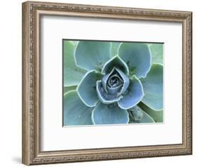 Succulent Echeveria-Clay Perry-Framed Photographic Print