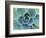 Succulent Echeveria-Clay Perry-Framed Photographic Print