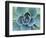 Succulent Echeveria-Clay Perry-Framed Photographic Print