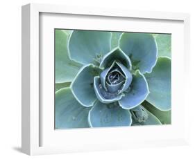 Succulent Echeveria-Clay Perry-Framed Photographic Print