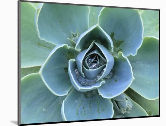 Succulent Echeveria-Clay Perry-Mounted Photographic Print