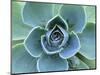 Succulent Echeveria-Clay Perry-Mounted Photographic Print