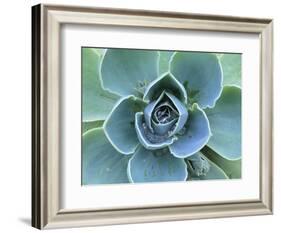 Succulent Echeveria-Clay Perry-Framed Photographic Print