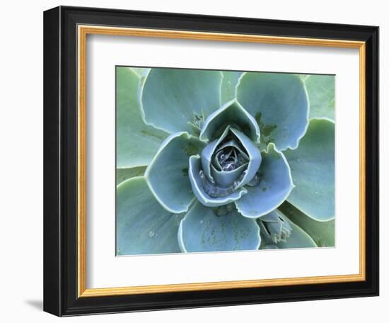 Succulent Echeveria-Clay Perry-Framed Photographic Print