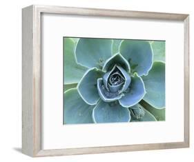 Succulent Echeveria-Clay Perry-Framed Photographic Print