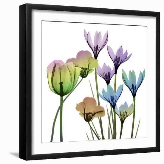 Succulent Garden 1-Albert Koetsier-Framed Photographic Print