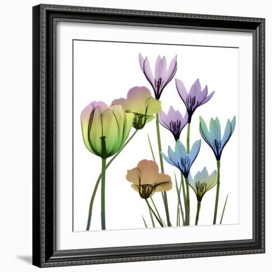 Succulent Garden 1-Albert Koetsier-Framed Photographic Print