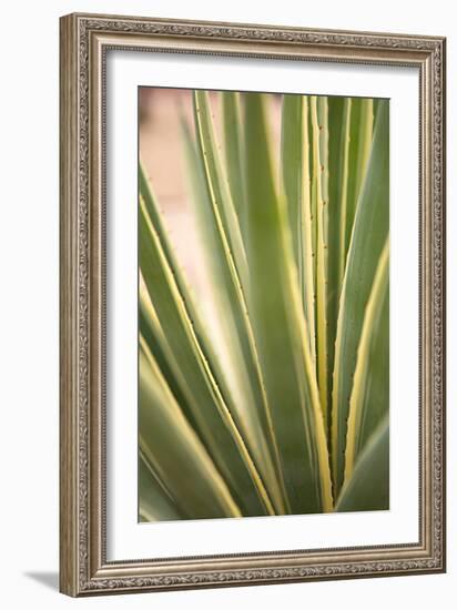 Succulent Garden I-Karyn Millet-Framed Photo