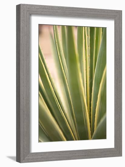 Succulent Garden I-Karyn Millet-Framed Photo