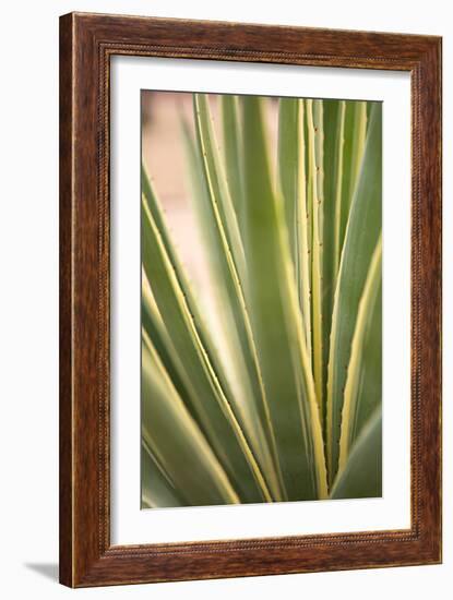 Succulent Garden I-Karyn Millet-Framed Photo