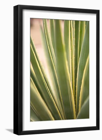 Succulent Garden I-Karyn Millet-Framed Photo