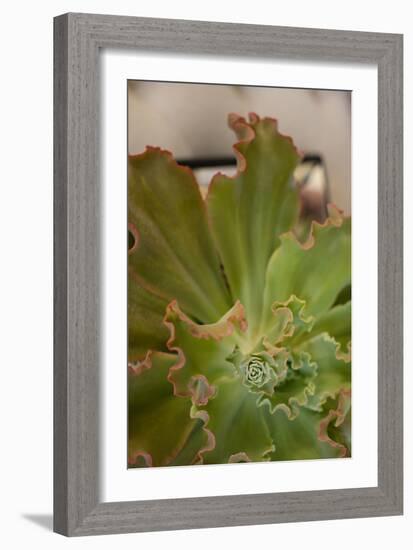 Succulent Garden II-Karyn Millet-Framed Photo