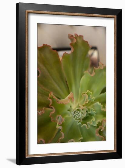 Succulent Garden II-Karyn Millet-Framed Photo