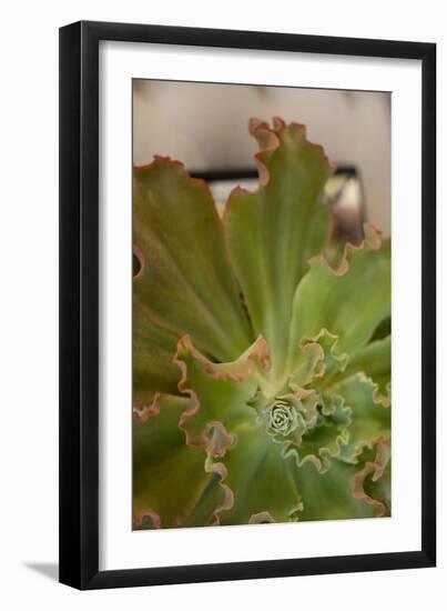Succulent Garden II-Karyn Millet-Framed Photo