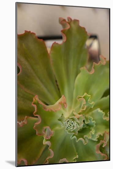 Succulent Garden II-Karyn Millet-Mounted Photo